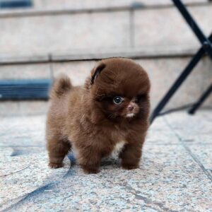 Pomeranian puppy here for sale