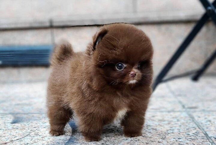 Pomeranian puppy here for sale