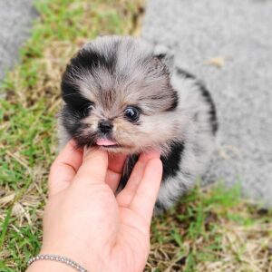 Buy Pomeranian puppy online